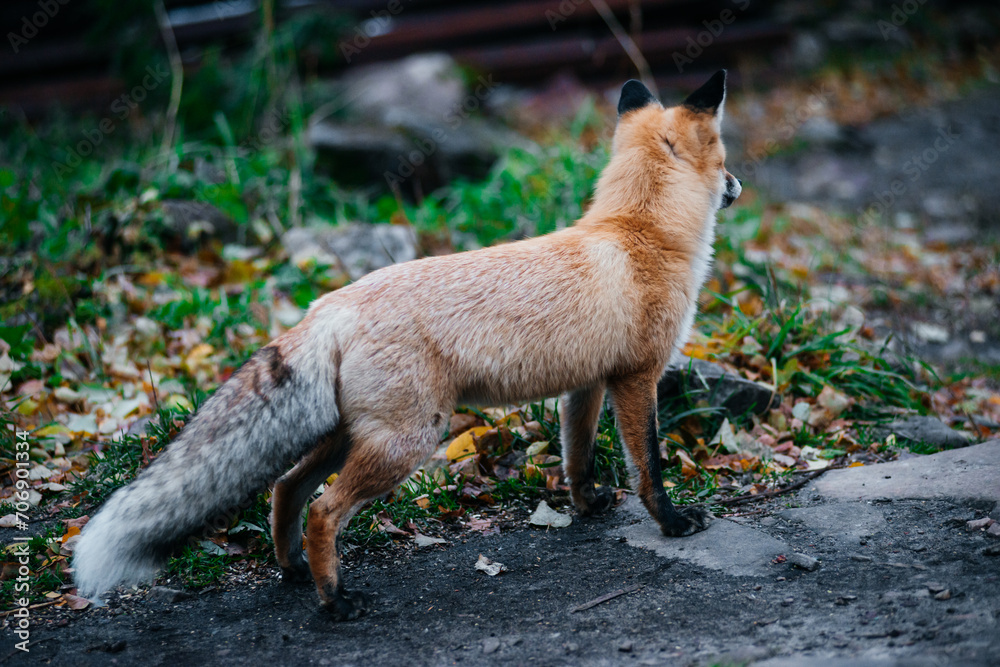 A red fox in the autumn forest on a hiking trail at dusk