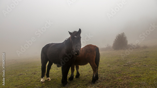 Horses in a mountain meadow under a winter sun