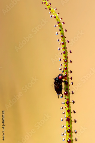 Drosophyllum lusitanicum is an insectivorous plant, the only species in the Drosophyllaceae family. photo