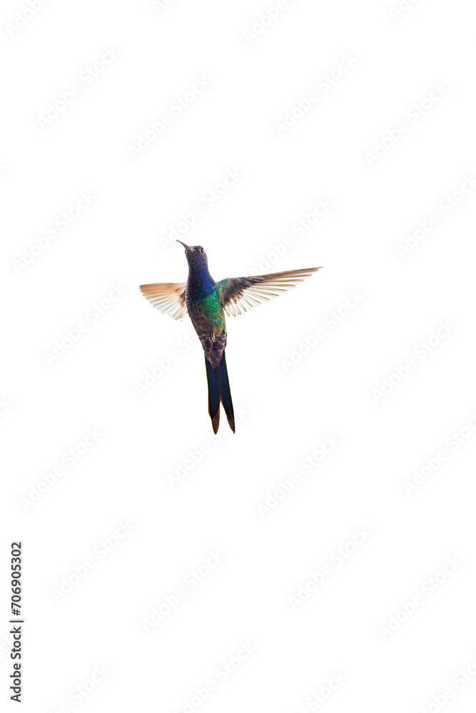 Fototapeta premium Vibrant Hummingbird in Full Flight Isolated on a White Background
