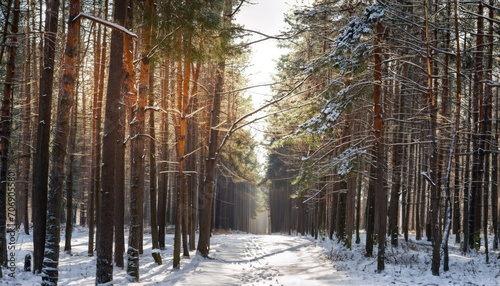 Bright light at the end of a dense pine alley. Winter coniferous forest