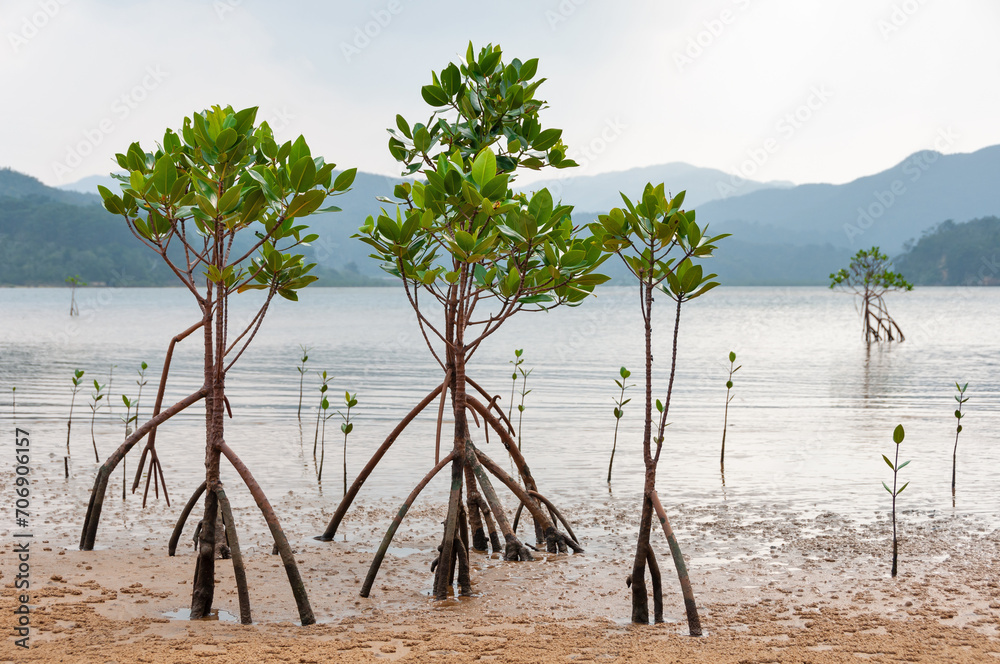 Young mangroves on a cloudy day