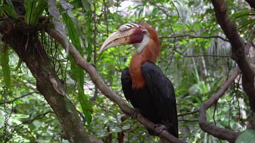Adult male Blyth's hornbill, a large exotic tropical bird of New Guinea photo