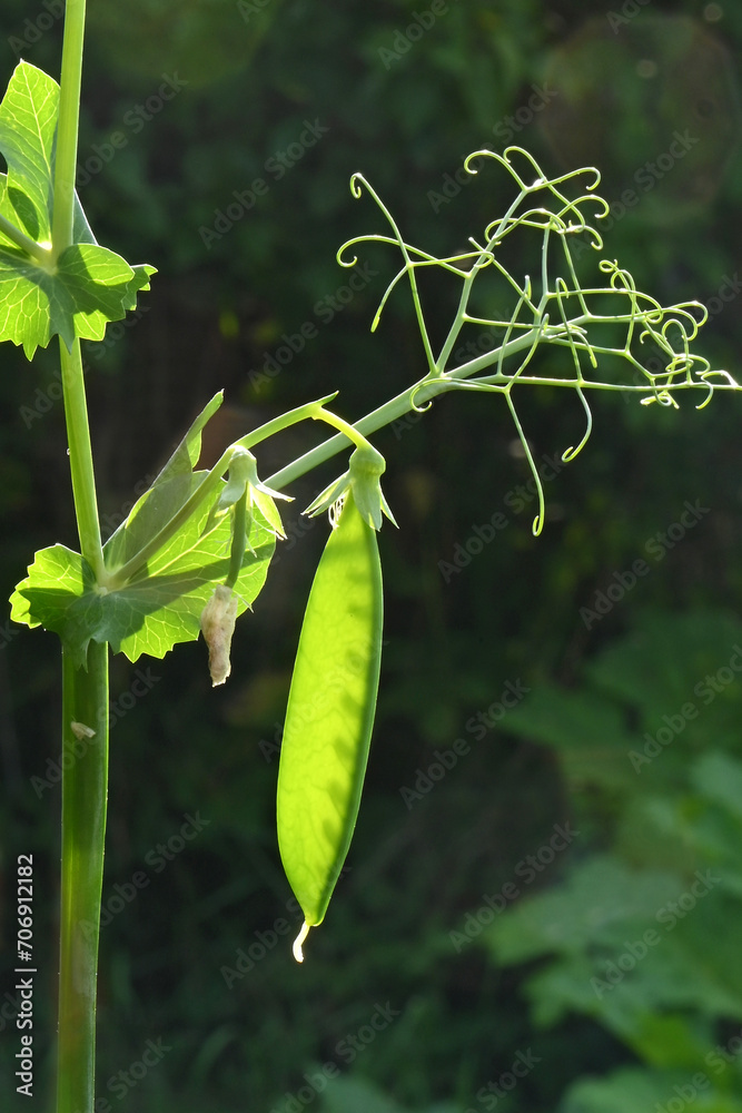 Obraz premium Green peas with flower and pods close-up in backlight on dark background.