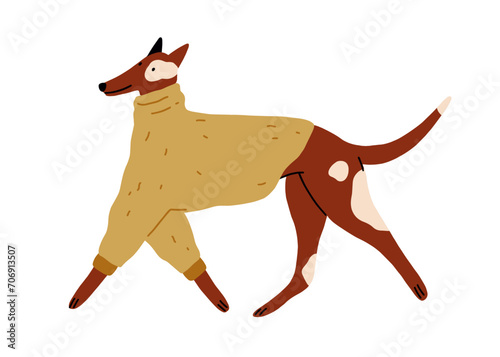 Cute happy dog walking, wearing warm winter sweater, canine animal clothes. F...