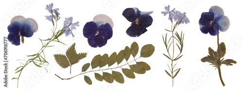 Set of Isolated Botanical Scans - Pansies, Wildflowers, and Foliage for Design. Pressed Dried Flowers collection