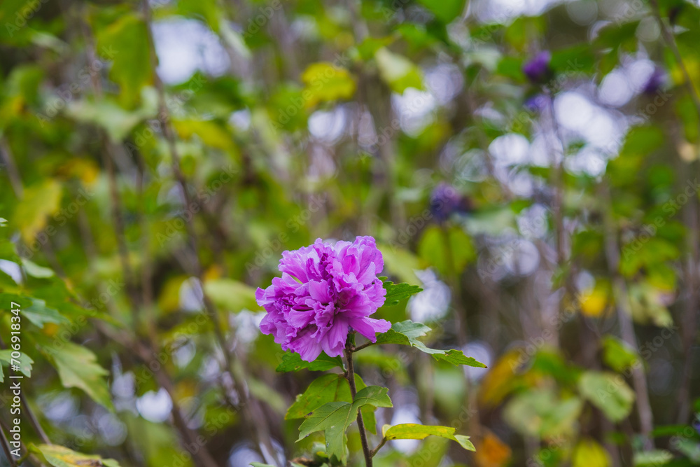 A park full of beautiful flowers in Nara Prefecture【Umamikyuryo Park】 A park full of beautiful flowers in Nara Prefecture【Umamikyuryo Park】