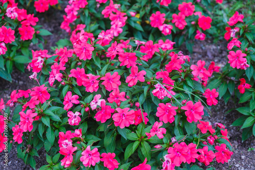 A park full of beautiful flowers in Nara Prefecture【Umamikyuryo Park】