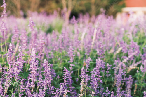 A park full of beautiful flowers in Nara Prefecture【Umamikyuryo Park】