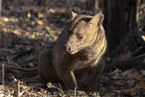 Fossa in Kirindy Reserve photo