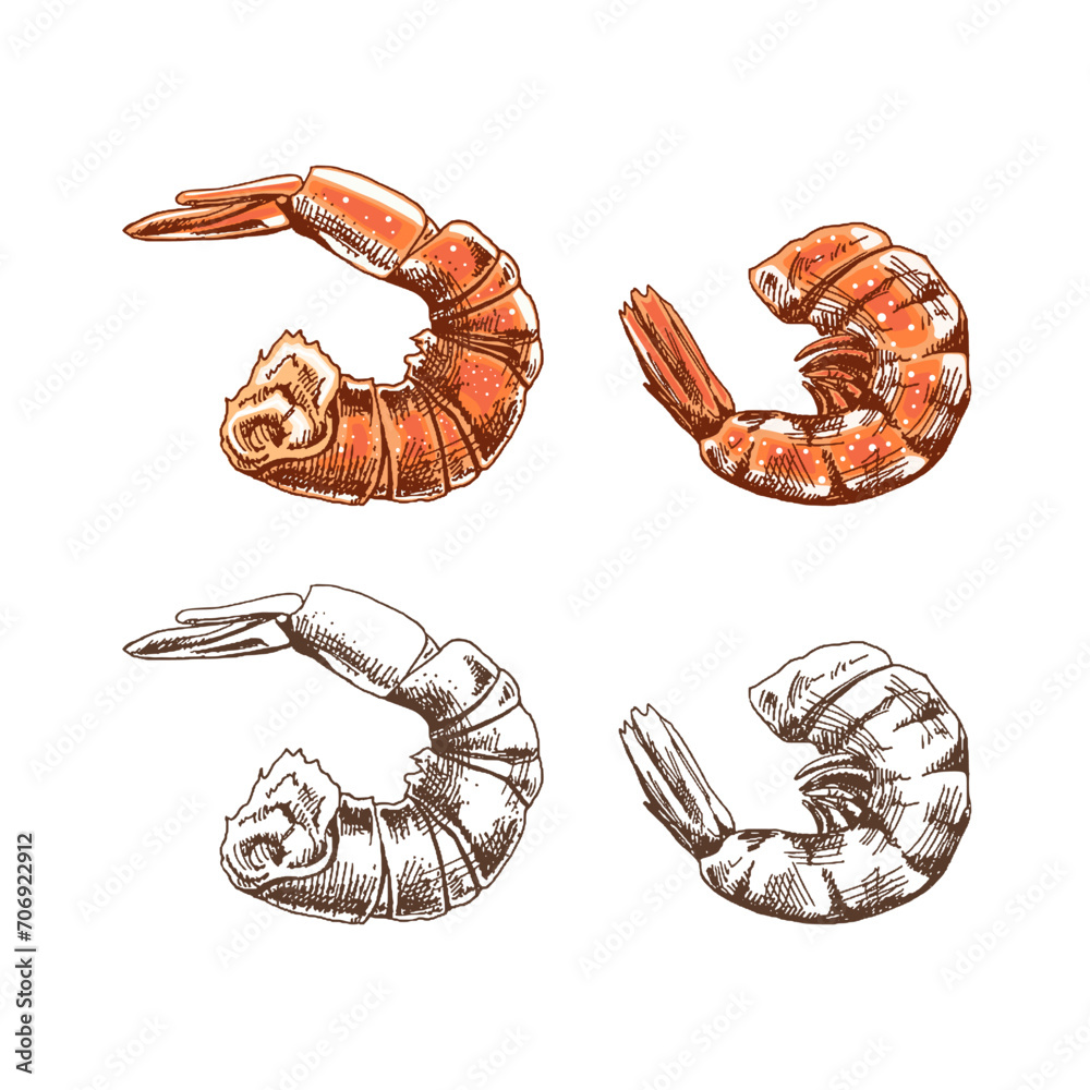Hand drawn colored and monochrome vector sketch of cooked shrimp. Doodle vintage illustration. Decorations for the menu of cafes and labels. Engraved image. - obrazy, fototapety, plakaty 