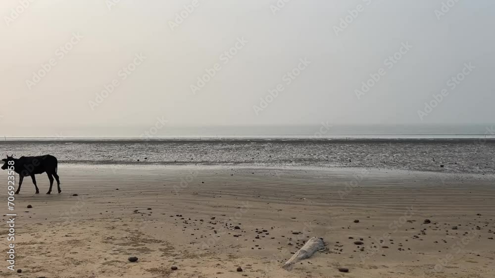 Wide angle shot of silhouette of a black cow walking on the coastline of the vacant beach in Bengal, India Wide angle shot of silhouette of a black cow walking on the coastline of the vacant beach in Bengal, India