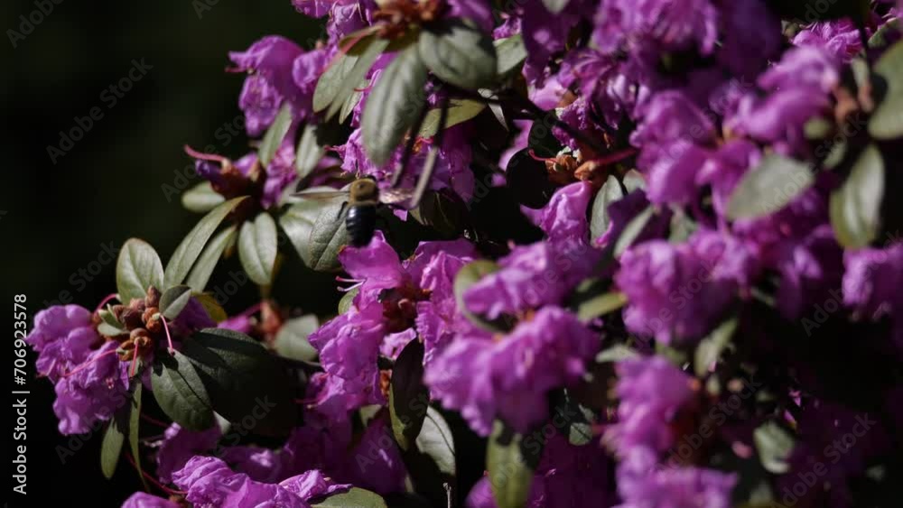 A bee flies and crawls on colorful purple flowers with a shallow depth of field. A bee flies and crawls on colorful purple flowers with a shallow depth of field.