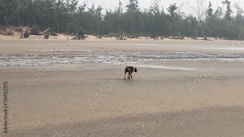 A scene of a black dog roaming around an empty beach surrounded by trees and woods in Bengal, India photo