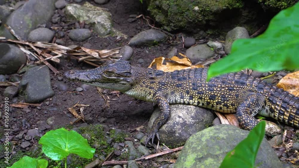 Profile of young juvenile crocodile resting motionless on the shore, Papua New Guinea Profile of young juvenile crocodile resting motionless on the shore, Papua New Guinea