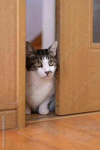 扉の隙間から覗く猫 キジトラ白