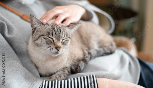 Obraz w ramie 可愛い猫に触れる飼い主