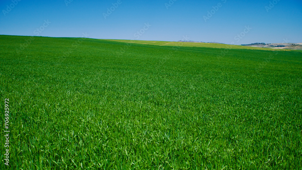 Green fields in spring. Blue skies, green fields and dirt roads. Clear skies and fertile fields in the sunshine. Green fields in spring. Blue skies, green fields and dirt roads. Clear skies and fertile fields in the sunshine.