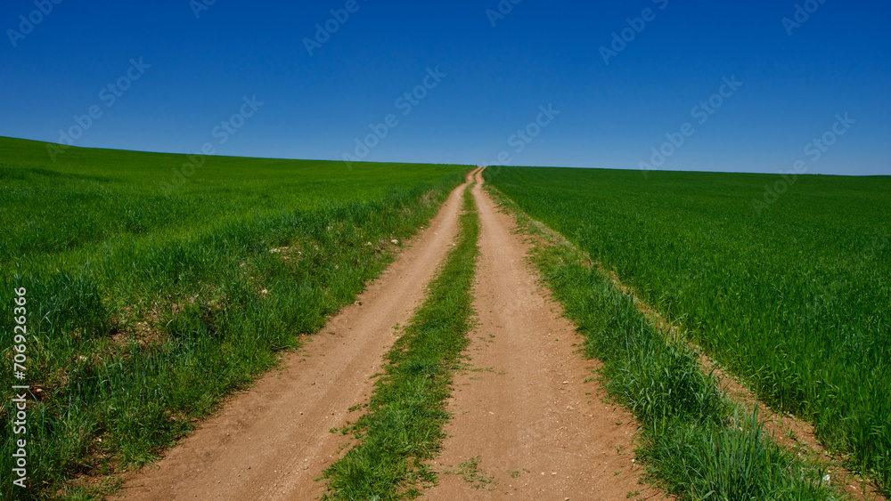 Green fields in spring. Blue skies, green fields and dirt roads. Clear skies and fertile fields in the sunshine. Green fields in spring. Blue skies, green fields and dirt roads. Clear skies and fertile fields in the sunshine.