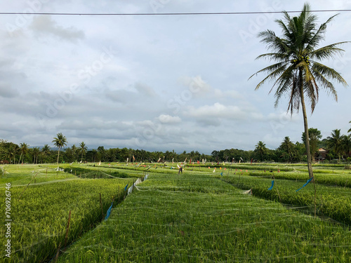 Captivating rural landscape with lush green fields, coconut trees, and crystal-clear water channels. A serene view of countryside beauty. Ideal for nature lovers photo