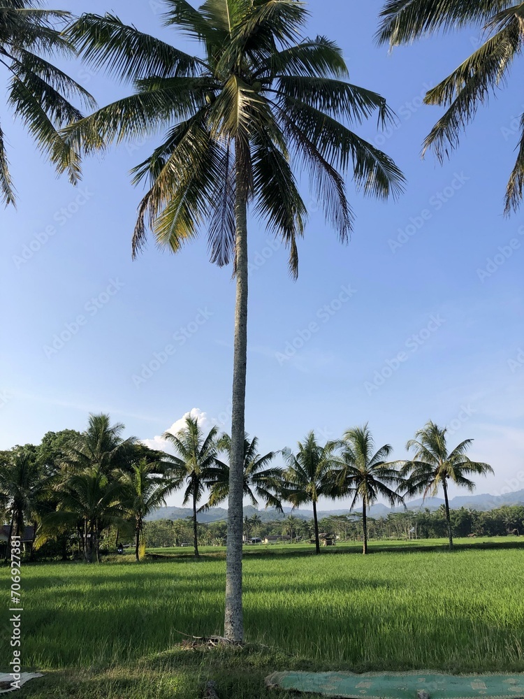 Captivating rural landscape with lush green paddy fields, coconut trees, and crystal-clear stream. Serene countryside beauty