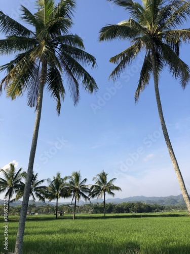 Captivating rural landscape with lush green paddy fields  coconut trees  and crystal-clear stream. Serene countryside beauty