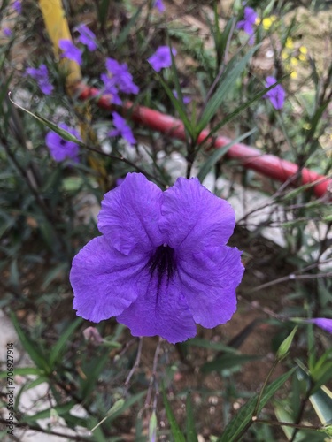 Vibrant Ruellia ungu, also known as Mexican petunia. Native to Mexico, the Caribbean, and South America, this Acanthaceae family member is perfect for pots or borders. with a honeybee nestled. photo