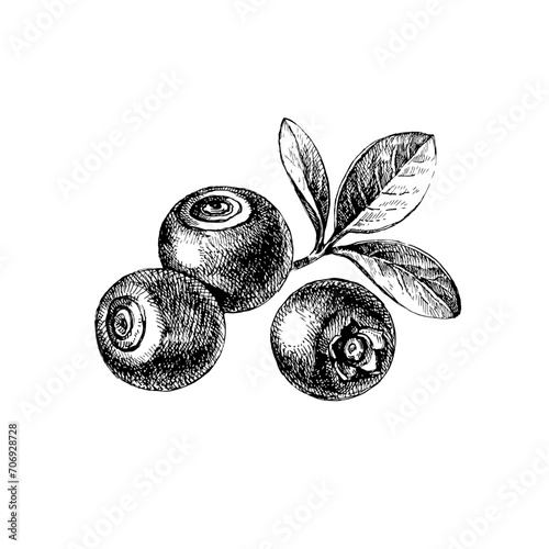 Hand drawn vintage sketch blueberry berries set. Vector illustration of eco food