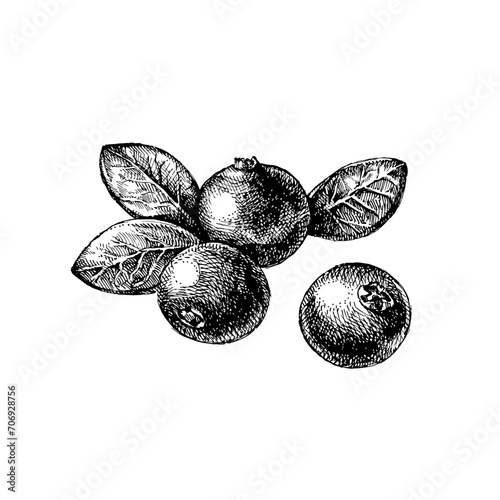 Hand drawn vintage sketch cranberry berries set. Vector illustration of eco food