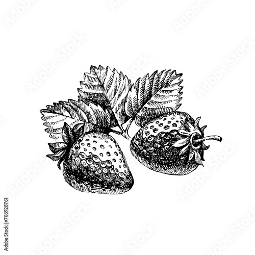 Hand drawn vintage sketch strawberry berries set. Vector illustration of eco food