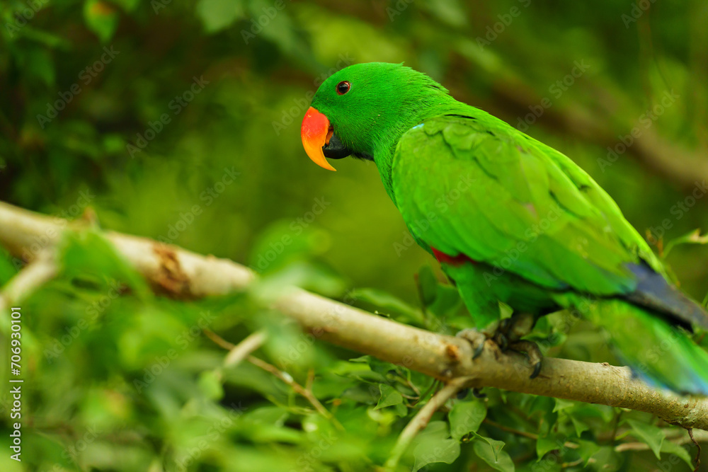 green eclectus parrot on wood tree brach