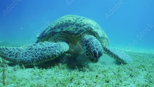 Slow Motion, Front side of Great Green Se Turtle (Cheloni mydas) eating Smooth ribbon seagrass (Cymodoce rotundata) on seagrass meadow in sunny day, Close up photo