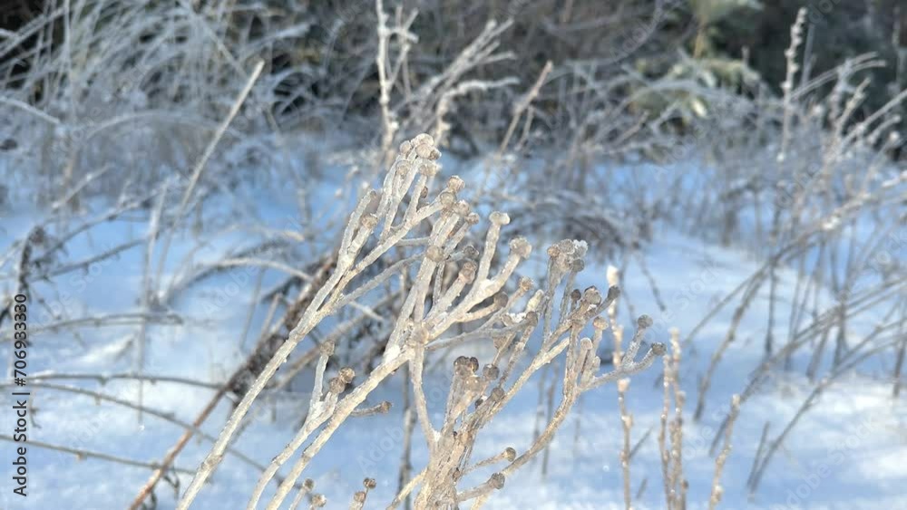 Frosted twigs in the sunlight, sparkling frozen branches. A serene winter scene, background with a beautiful frosty landscape on a bright sunny cold day. Close-up. Frosted twigs in the sunlight, sparkling frozen branches. A serene winter scene, background with a beautiful frosty landscape on a bright sunny cold day. Close-up.