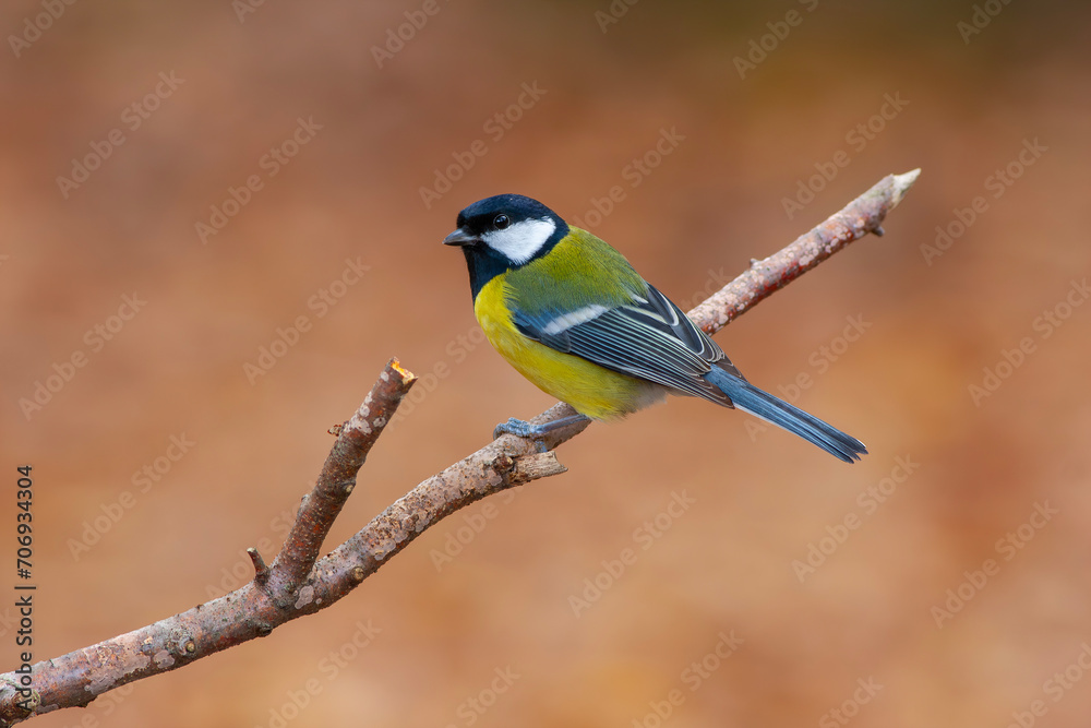 Fototapeta premium cute little bird in yellow black colors,Great Tit, Parus major