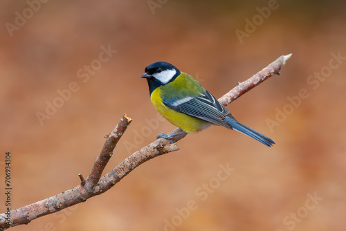 cute little bird in yellow black colors,Great Tit, Parus major © kenan