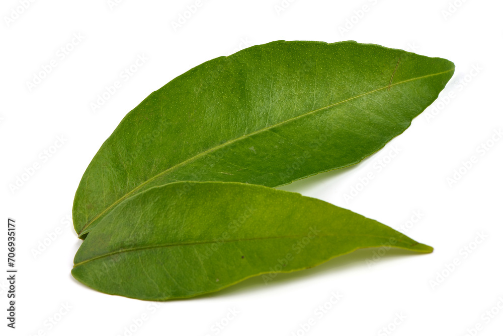 Obraz premium Green citrus leaves, isolated on white background.