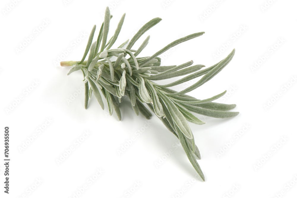 Fototapeta premium Lavender twig spice, isolated on white background.