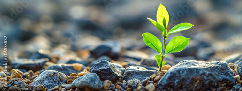 young, green sapling emerging triumphantly among a field of stones, symbolizing resilience, hope, and the powerful force of life against the backdrop of a seemingly inhospitable environment. photo