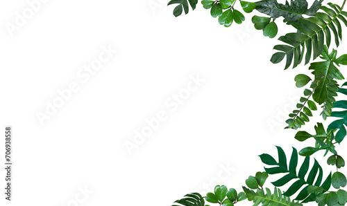 Leaves frame from Monstera pinnatipartita (Siam Monstera), Sweetheart Hoya leaves or Valentine Hoya (Hoya kerrii ), Zamioculcas zamiifolia or aroid palm, Zanzibar gem, Philodendron Florida, Xanadu. photo