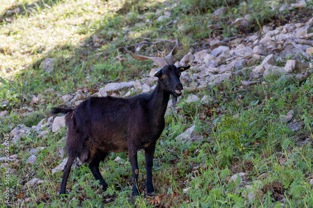 A goat isolated in a mountain meadow