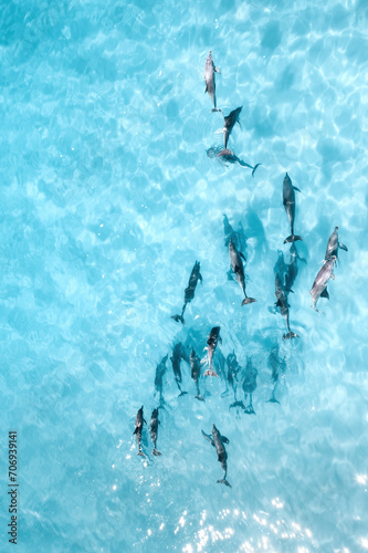 Aerial photograph of a pod of dolphins in crystal-clear water