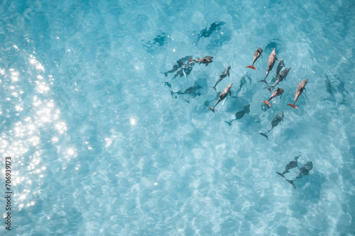 Aerial photograph of a pod of dolphins in crystal-clear water photo