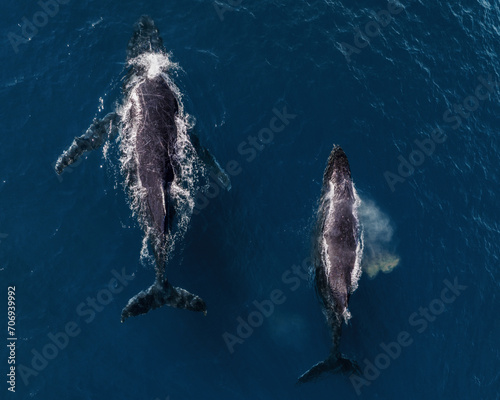 Mother and child humpback whales migrating along Australian east coast