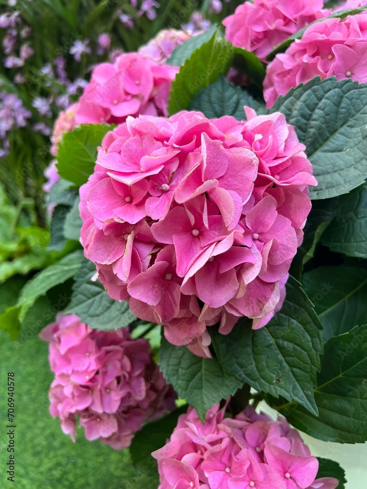 Hydrangea blooming in the garden.