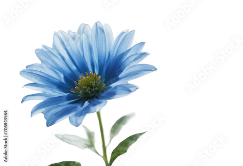 Blue flower isolated on white background with transparency