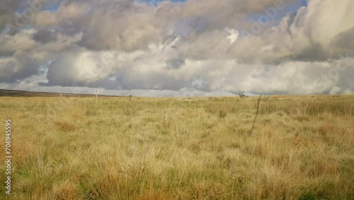 Moorland grass landscape scenery 4K stock footage