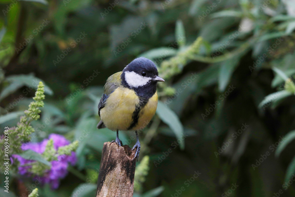 Obraz premium Kohlmeise (Parus major) sitzt auf Blütenzweig im Garten 