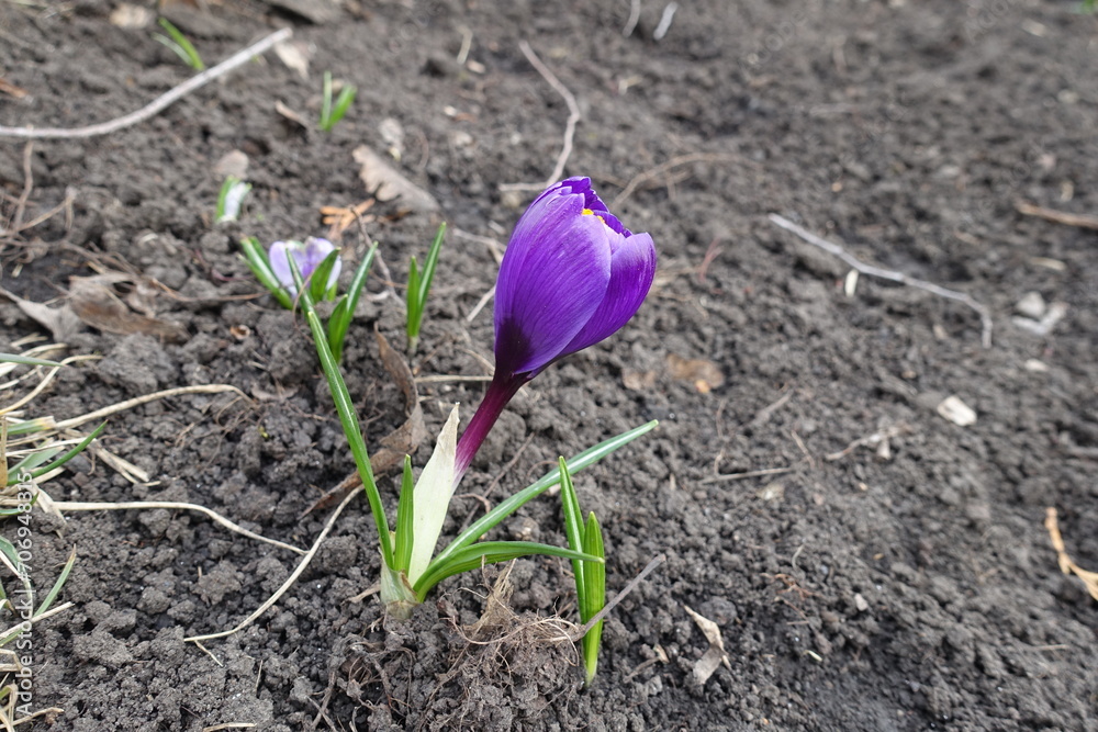 Side view of one purple flower of Crocus vernus in March Side view of one purple flower of Crocus vernus in March