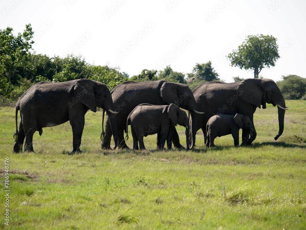 Fototapeta premium Vast elephant herd standing harmoniously amidst the lush green grass