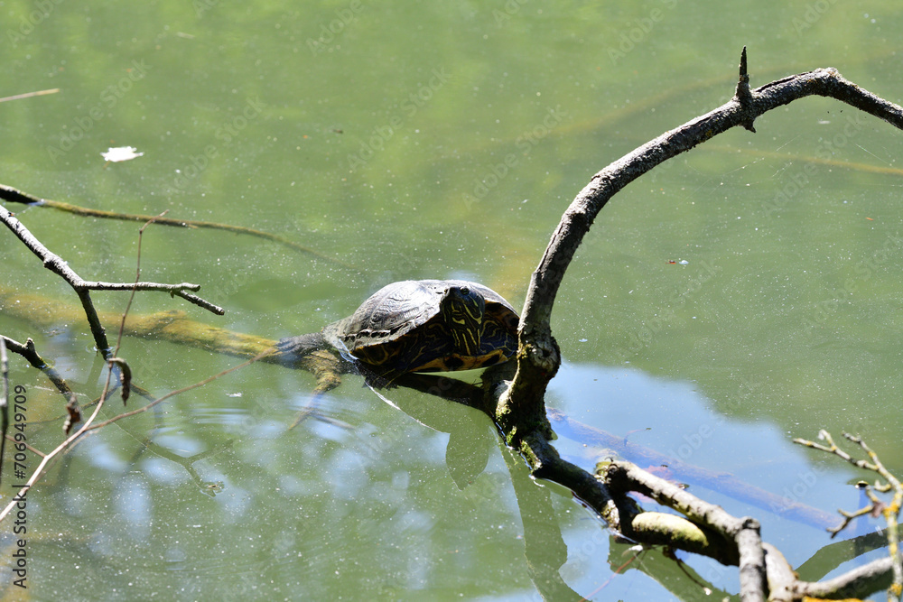 European pond turtle climbs a branch out of the water to bask in the sun